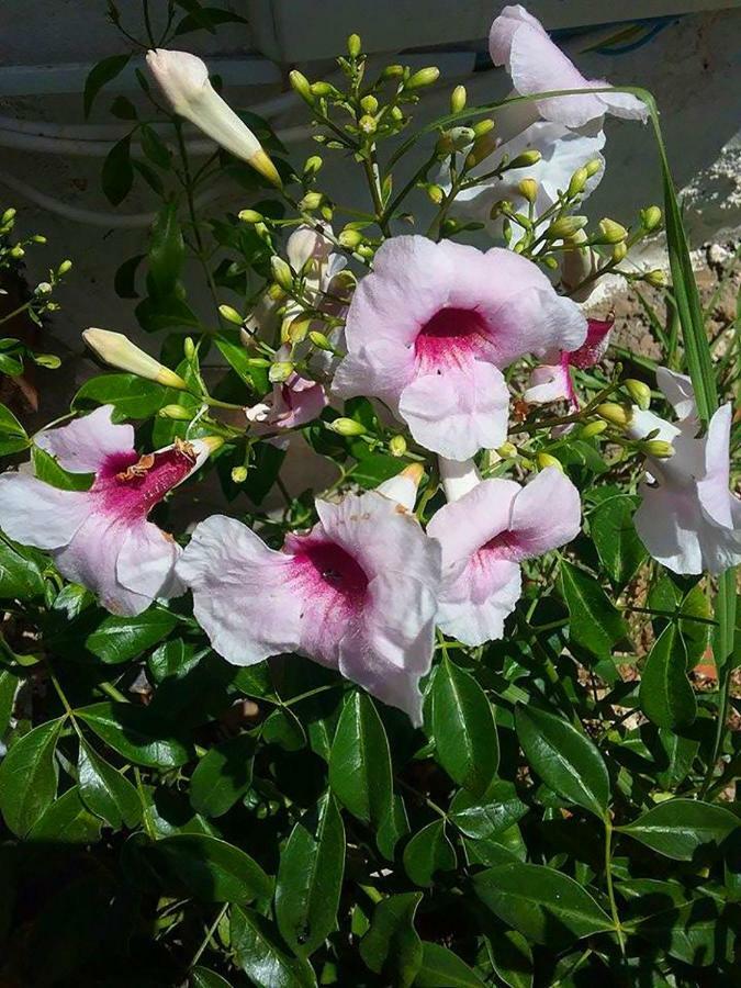 Soleario Country house La Oliva