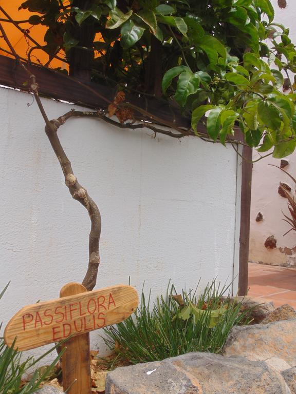 Soleario * La Oliva